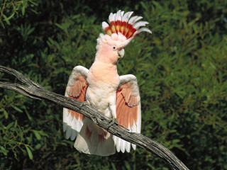 Pink white bird red head - charles bird king free wallpaper