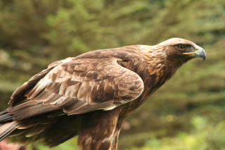 Bird prey hand forest blurry - upper body free wallpaper