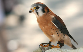 Bird perched rock sunshine outside - a rock outside free wallpaper