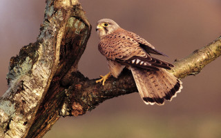 Bird perched tree branch blurry 2 - a tree branch free wallpaper