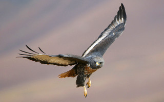 Eagle flying wings spread feathers - arie smit free wallpaper