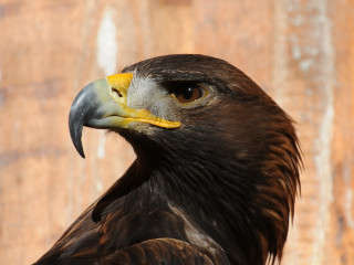 Bird of prey yellow beak 3 - prey free wallpaper
