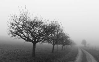 Foggy road trees dirt road - derold page free wallpaper