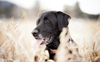 Black dog sitting field tall 2 - tall grass free wallpaper