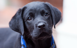 Black dog blue collar sad 2 - a black dog free wallpaper