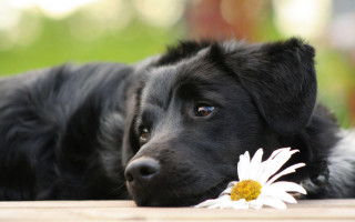 Black dog wooden floor flower - a black dog free wallpaper