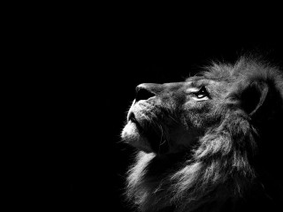 Lion looking up black background - naturalism free wallpaper
