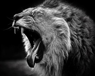 Lion roaring teeth dark mouth - mouth wide open free wallpaper