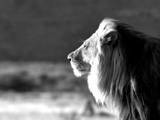 Lion looking away black white - a mountain in the background free wallpaper for desktop