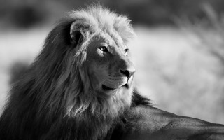 Lion looking camera grass trees - a field of grass and trees free wallpaper