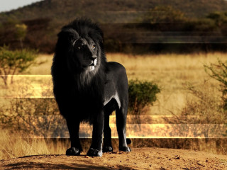 Black lion dirt road fence - a dirt road in front free wallpaper
