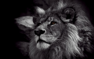 Lion black white photo rock - animal photography free wallpaper for desktop
