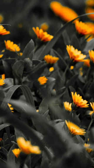 Yellow flowers grass together bunch 2 - color field free wallpaper