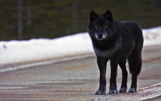 Black wolf road forest snow - a black wolf free wallpaper