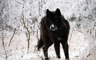 Black wolf snowy forest trees 2 - a photo free wallpaper
