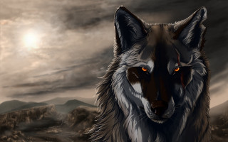 Wolf orange eyes grass rocks - a sun free wallpaper
