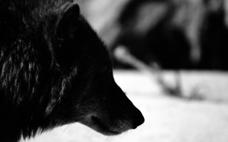 Wolf head tail background foreground - caspar wolf free wallpaper