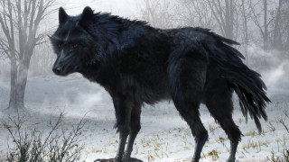 Black wolf snowy forest trees - a black wolf free wallpaper
