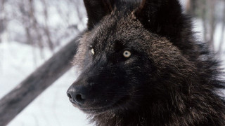 Wolf snow fence trees camera - sharp focus free wallpaper