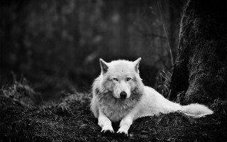 Wolf laying grass tree forest - the grass next free wallpaper