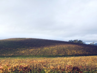 Vineyard hill cloudy sky background - a hill in the background free wallpaper