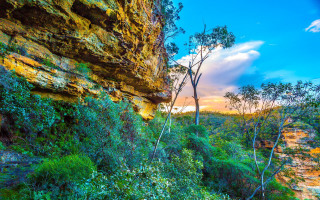 Cliff trees bushes sunset scenic - scenic free wallpaper