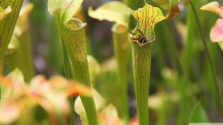 Close up flower bug background - domirinic fegallia free wallpaper