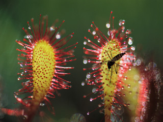 Fly flower water droplets green - a green background behind free wallpaper