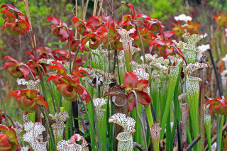 Flowers grass plants background bushes - a few bush free wallpaper