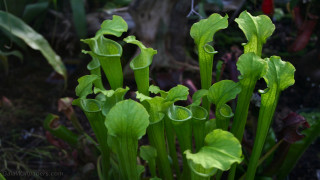 Green leaves flower illustration blurry - a close up of a plant free wallpaper