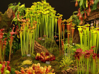 Garden center flowers plants moss - art free wallpaper for desktop