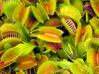 Close up plant leaves flowers - a close up of a plant free wallpaper
