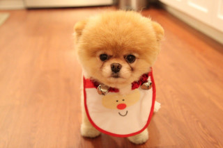 Small dog red white bib - a small dog free wallpaper