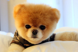 Small brown dog bed white 2 - curtain free wallpaper