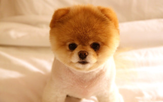 Small brown dog bed white - a small brown dog free wallpaper