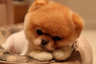 Small dog sitting bed sad - a sad look free wallpaper