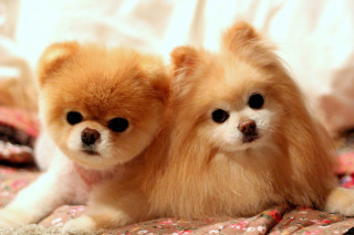 Two small dogs sitting bed - one dog free wallpaper
