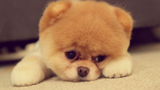 Small brown dog laying floor - top of a floor next free wallpaper