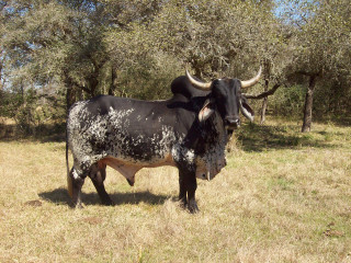 Black white cow field grass - bruce onobrakpeya free wallpaper