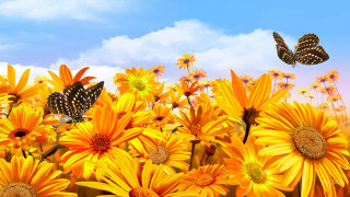 Yellow flowers butterflies flying sky 2 - butterfly free wallpaper