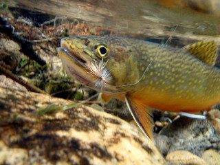 Fish long beak swimming water - a fish free wallpaper
