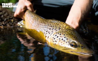 Brown fish spots man black - spot free wallpaper
