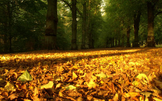 Leaf covered forest trees leaves - andy goldsworthy free wallpaper