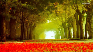 Tree lined path park red - arthur pan free wallpaper