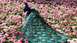 Peacock field flowers tail feathers - its feather free wallpaper