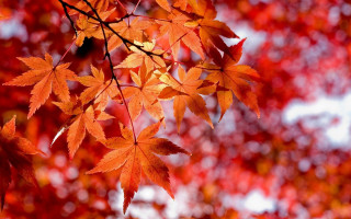 Tree red leaves white sky - a close up of a tree free wallpaper