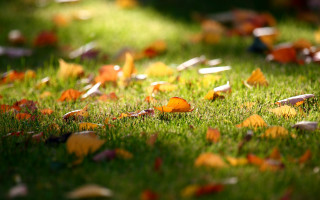Field grass leaves bird flying - a bunch of leaves free wallpaper
