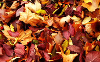 Fall leaves pile grass colorful - the grass free wallpaper