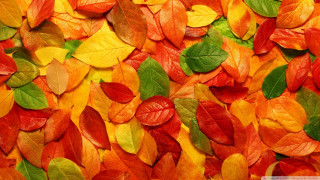 Leaves wall red yellow room - color field free wallpaper