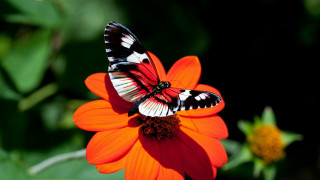 Butterflies flower garden green leaves - two butterfly free wallpaper